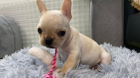 成約済の兵庫県のフレンチブルドッグ-320243の6枚目